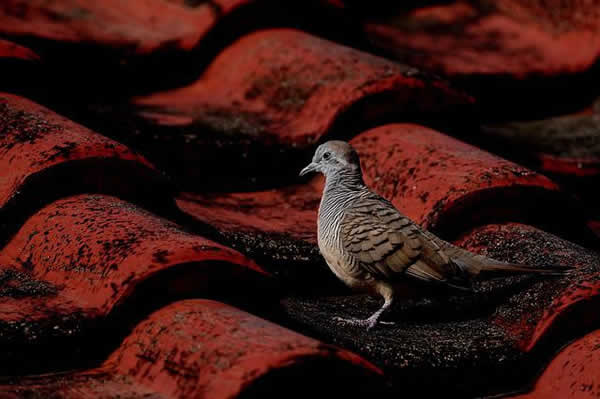 bird standing on clay tile roof