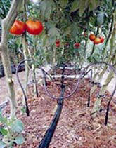 drip irrigation for tomato plants