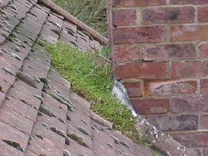 Moss growing on slate roof behind chimney