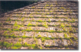 Moss growing on tile roof