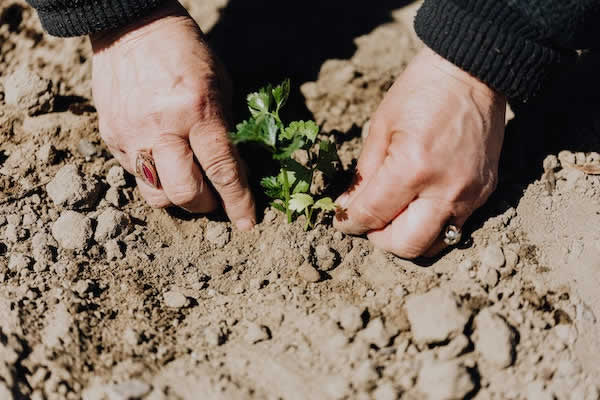 planting a seedling in soil