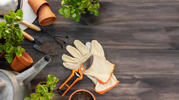 close-up of plants and gardening tools