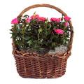 Rose Garden Basket