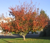 Crabapple tree