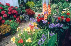 Container gardening with flower bulbs
