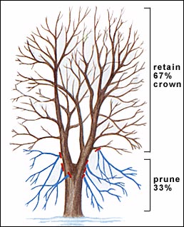 Pruning the bottom of the tree crown