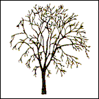 Deliquescent or decurrent tree form