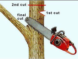 Drop crotch pruning method