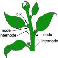 Positions of buds, nodes and internodes on tree
