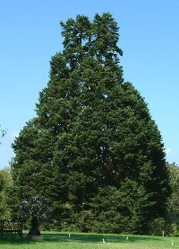 Conifer tree with multiple main stems or leaders