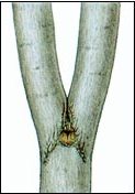 V-shaped tree limb connection