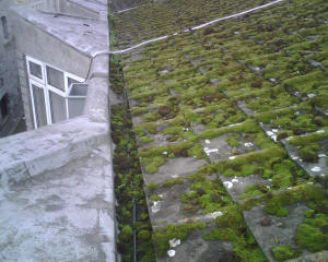 Moss on roof and in gutter