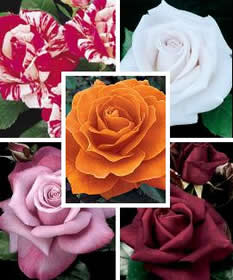 collage of rose blooms