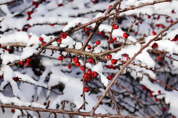 snow surrounding berry covered shrub branches