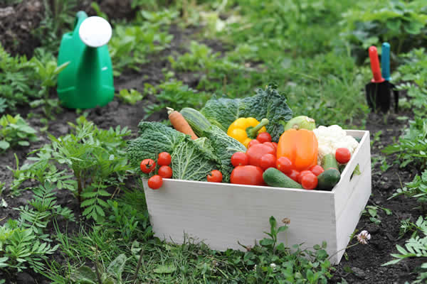 a box of vegetables lying in an area designated for growing vegetables