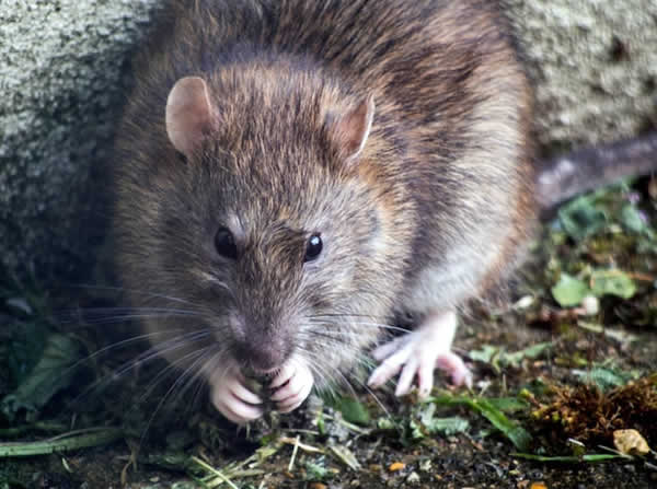 close up of a rat outside eating something