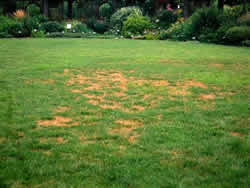 brown spots on lawn