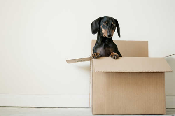 dog standing looking out of moving box
