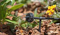 Drip irrigation micro sprinkler head