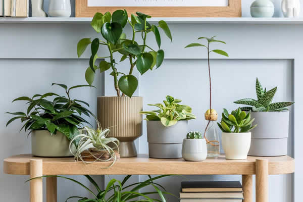grouping of house plants