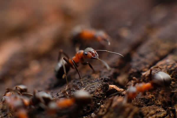 a few red ants