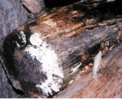 mold growing outdoors on firewood in landscaping