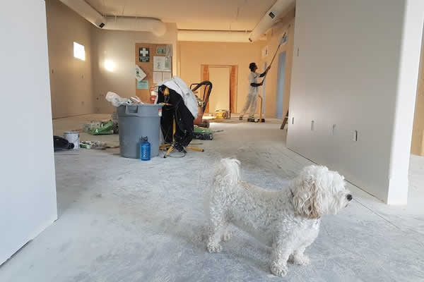 cleaning office space, white dog in picture