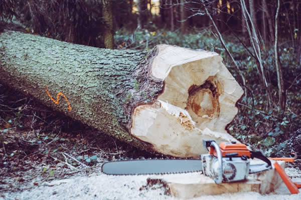 tree lying on ground with chainsaw