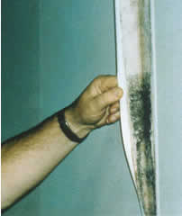 mold growing on the back side of wallpaper