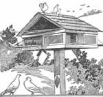 pigeon birdhouse plans