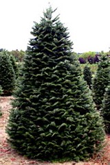 Coniferous tree