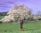 Dogwood tree