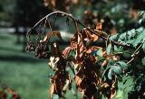 Fireblight on ash tree