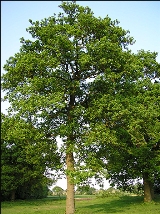 Oak tree