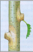 Branch stubs