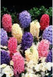 Mixed color Dutch hyacinths