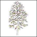 Excurrent tree form