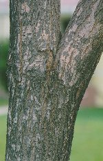 Included bark on tree limb joint