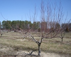 Partially pruned Peach tree