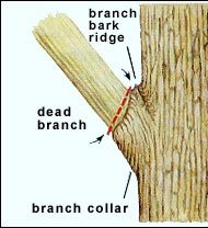 Pruning a dead branch or lime from a tree