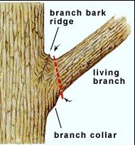 Correct pruning of limbs, stems and branches