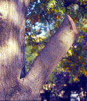 Branch stub left after pruning