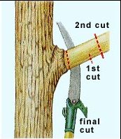 Hand sawing tree limb