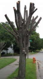 Tree pollard pruned