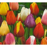 Mixed color tulips