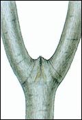 U-shaped tree limb connection