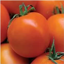 organic valencia tomatoes