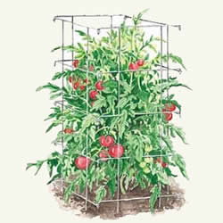 tomato cage