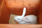 rabbit hutch - free plans, drawings and instructions